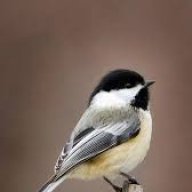 Chickadee