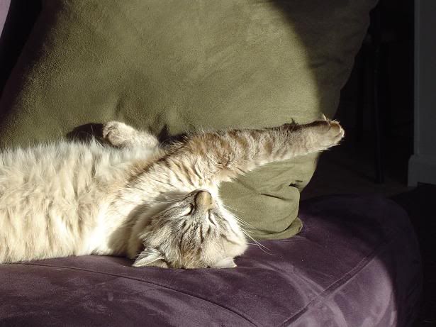 obie1.jpg