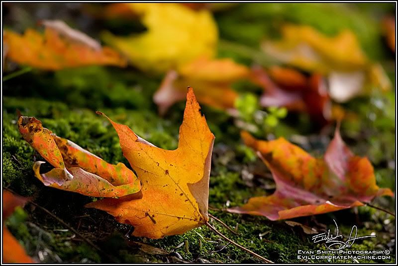 DSC_4777R.jpg