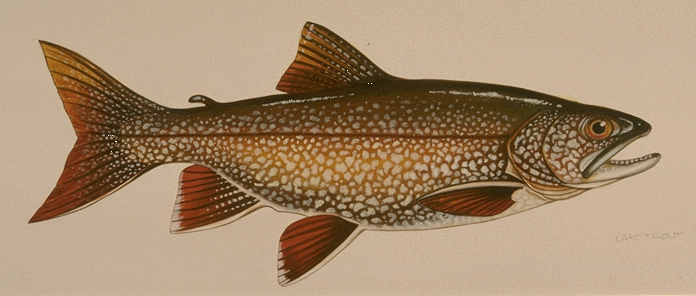 laketrout2.gif