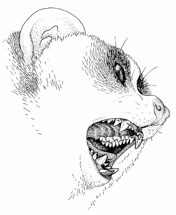 Teeth_bite.jpg