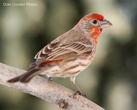 HouseFinchDG.jpg