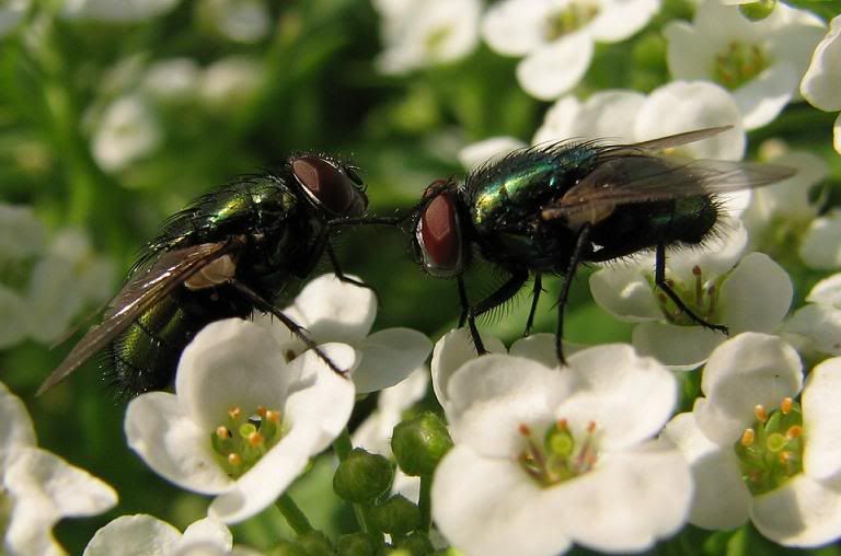 fly.jpg