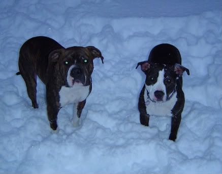 12905_in_the_snow-1.jpg