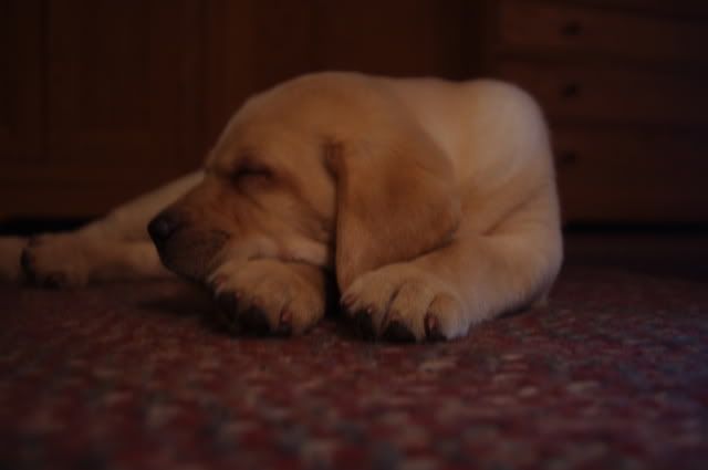 pup012.jpg