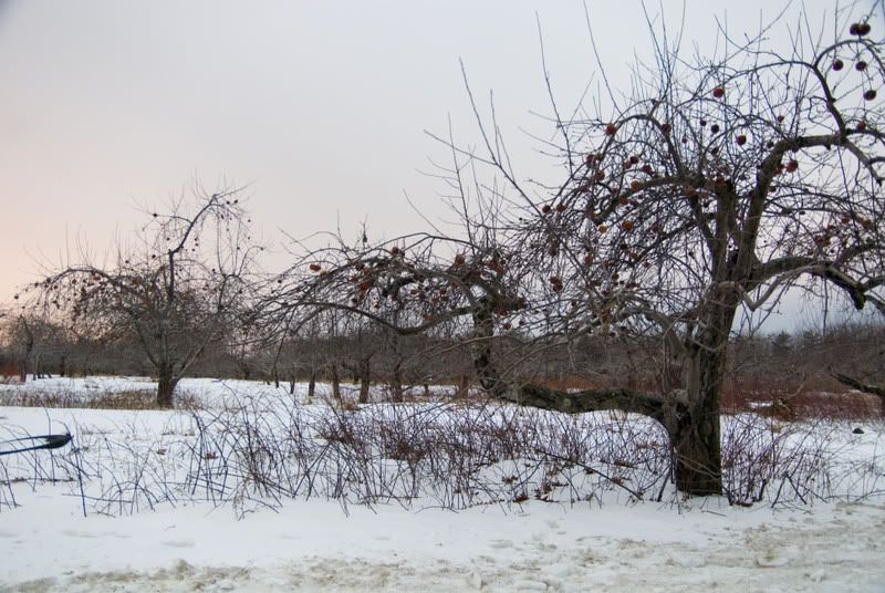 DSC_7734R.jpg