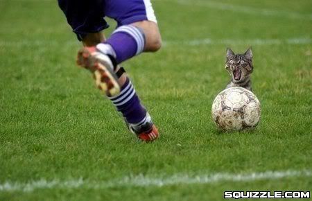 Soccer_Cat.jpg