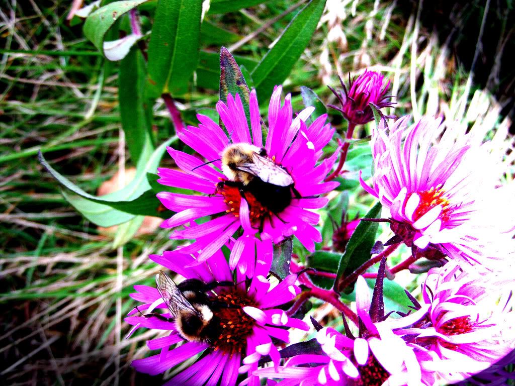beezz.jpg