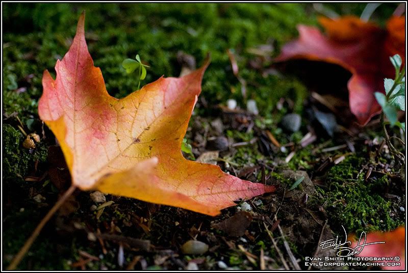 DSC_4803R.jpg