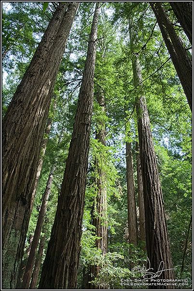 DSC_3558R.jpg