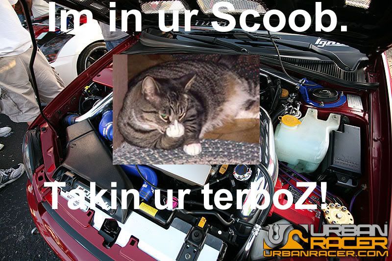 catscoob.jpg