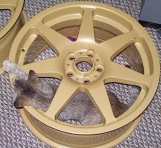 Kittywheels1.jpg