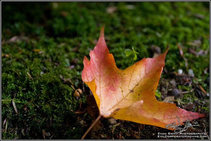 DSC_4794R.jpg
