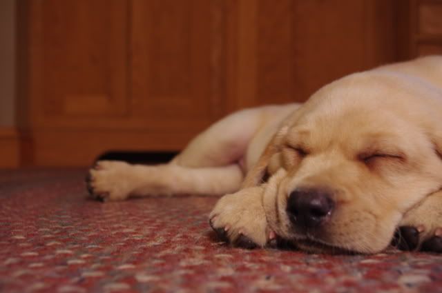 pup016.jpg