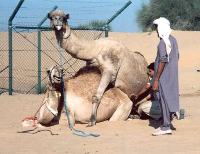 DubaiSemenCollect.jpg