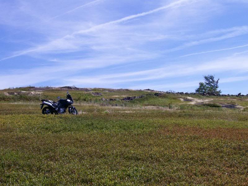 crockeraveandblueberryfield003.jpg